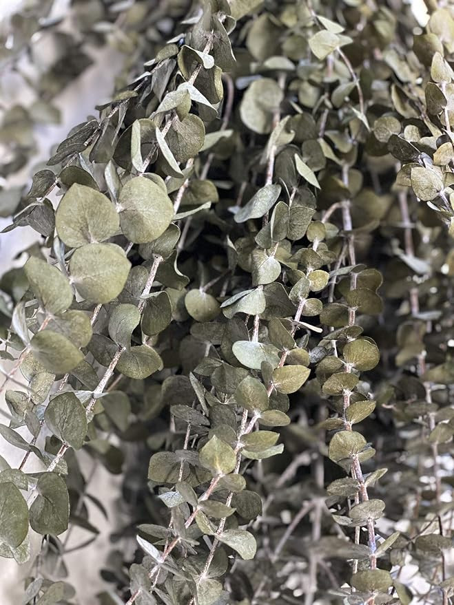 CalCastle Craft California Grown Natural Dried Preserved Eucalyptus Branches Bundles of Stems and... | Amazon (US)