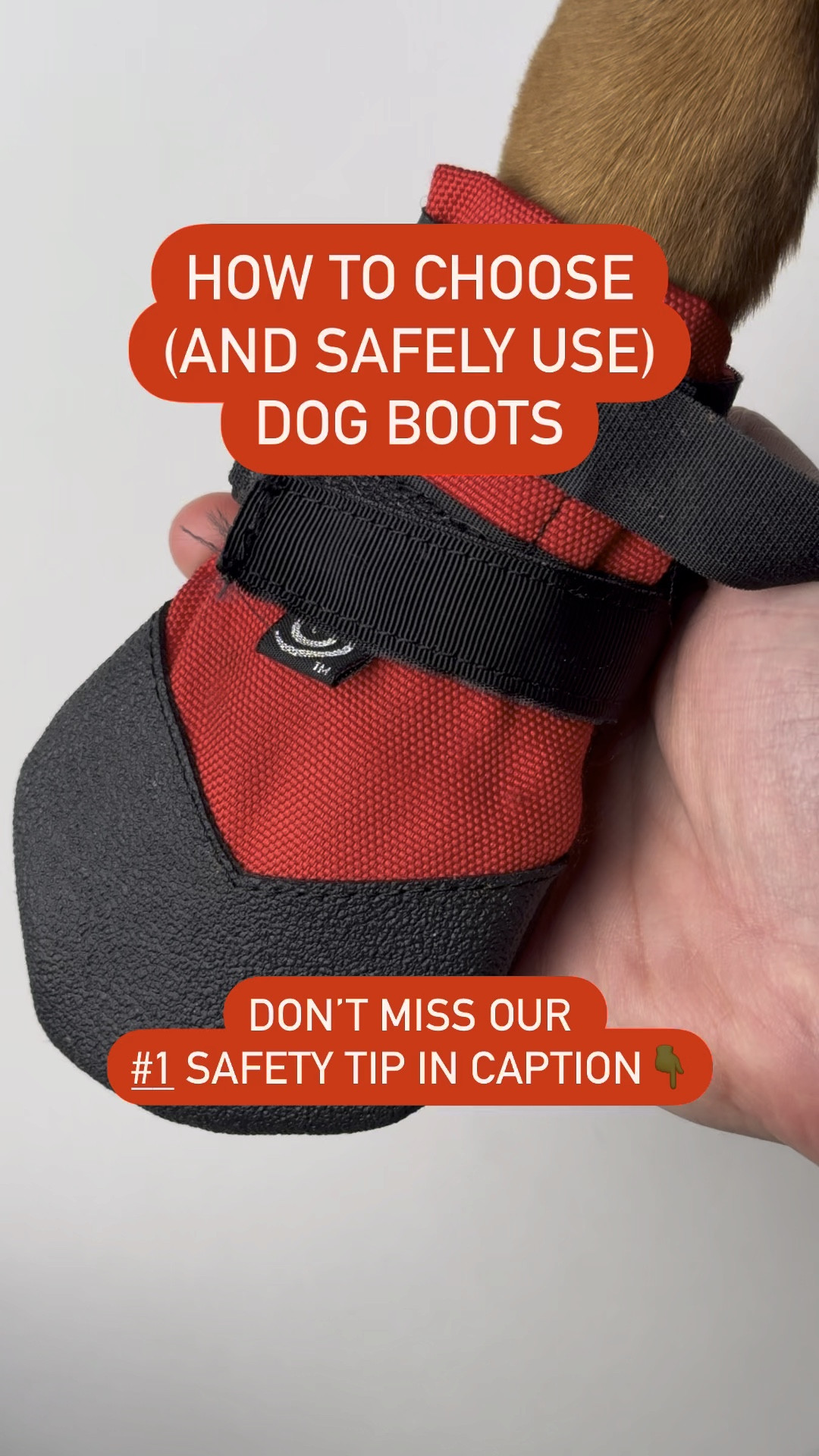 Dog boots can protect your dog’s feet from frigid temperatures, sharp ice, and toxic road chemicals. Here are some tips on choosing and safely using dog boots. 🥾 .
✨ 1. Make sure they fit well.
Look for boots that come in lots of size increments and measure your dog’s foot to get a perfect fit and prevent tripping or discomfort. .
✨ 2. Make sure they’re rugged.
The purpose of getting boots is to protect your dog’s feet, so make sure the ones you choose have grips or treads for traction and a rugged exterior to prevent cuts and punctures. .
✨ 3. Make sure they’re flexible.
Your dog boots need to be protective, but they also need to be flexible to allow your dog’s foot to move naturally and prevent joint injuries. .
🦺 #1 SAFETY TIP 🦺
.
🥵Don’t let your dog overheat in boots.
Keep in mind that your dog can’t sweat, and instead, their feet are a site of heat exchange. Keeping them in boots can disrupt their ability to regulate their temperature, which can lead to overheating, even in cold weather. So limit boot time and give lots of barefoot breaks. .
Our favorite dog boots are the Ultra Paws Durable Dog Boots. They meet all the above criteria and stay on really well. I love the lightweight protection they offer for Rafferty’s feet on cold days, rough terrain, or hot surfaces.
.
.
.
.
.
.
.
.
.
🏷️ @ultrapaws #dogboots #winterdogs #dogmomtips #dogsafety #dogmomlife #mydogiscutest

#LTKPets #LTKHome #LTKSeasonal