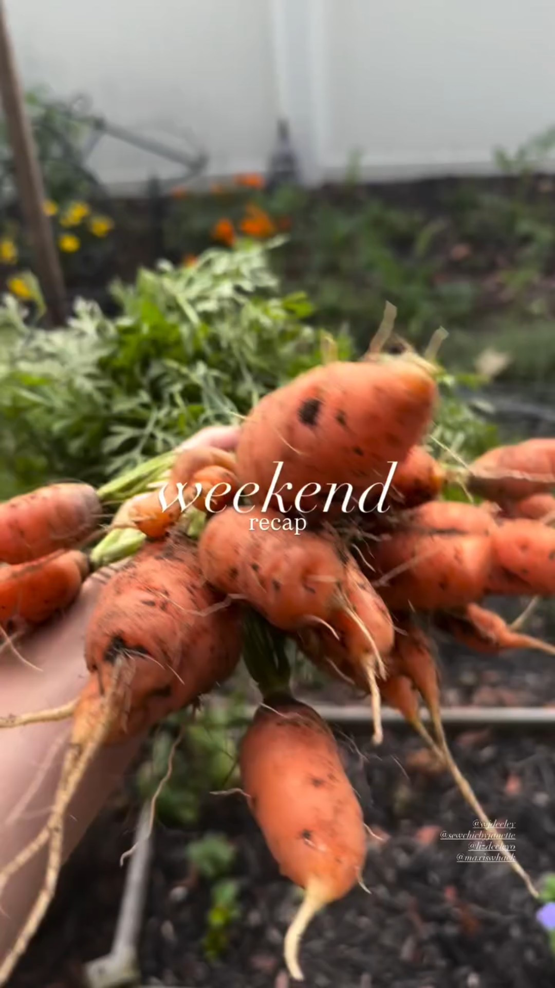 weekend recap ✨ #diml #asmr #garden #gardening 

#LTKFallSale #LTKHome #LTKSeasonal