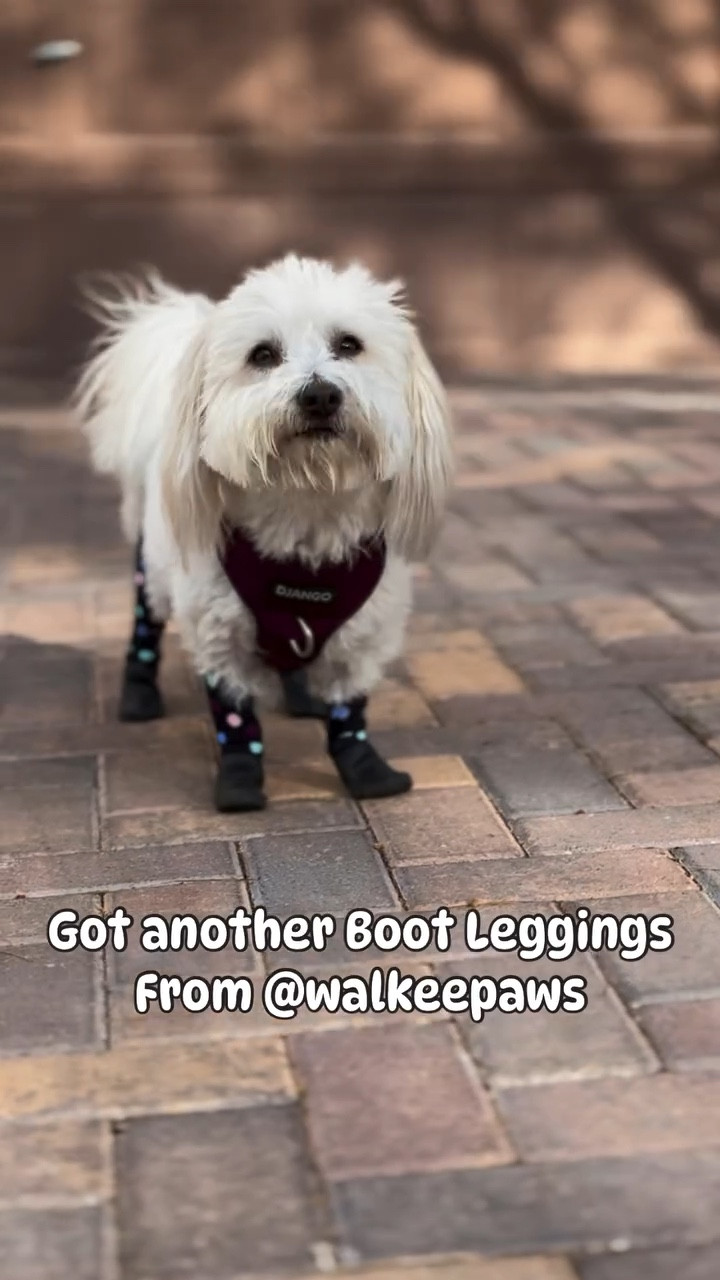 Couldn’t resist and got another pair of Boot Leggings from @walkeepaws 
This time with Confetti design.
Wearing size XS Short 
Those are the only dog shoes I feel comfortable wearing and not trying to take off.

My dog harness is from @djangobrand

#walkeepaws #dogshoes #dogharness 
#LTKDogs #LTKPets

#LTKHoliday #LTKActive #LTKCyberWeek