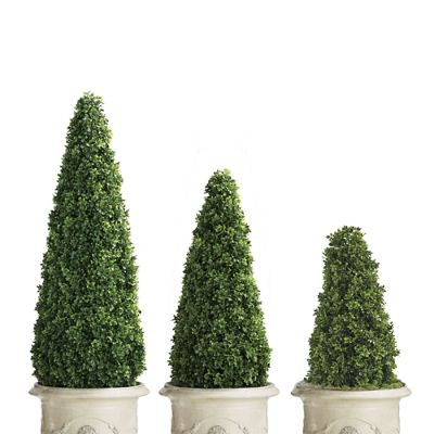 Indoor/Outdoor Boxwood Cones | Frontgate