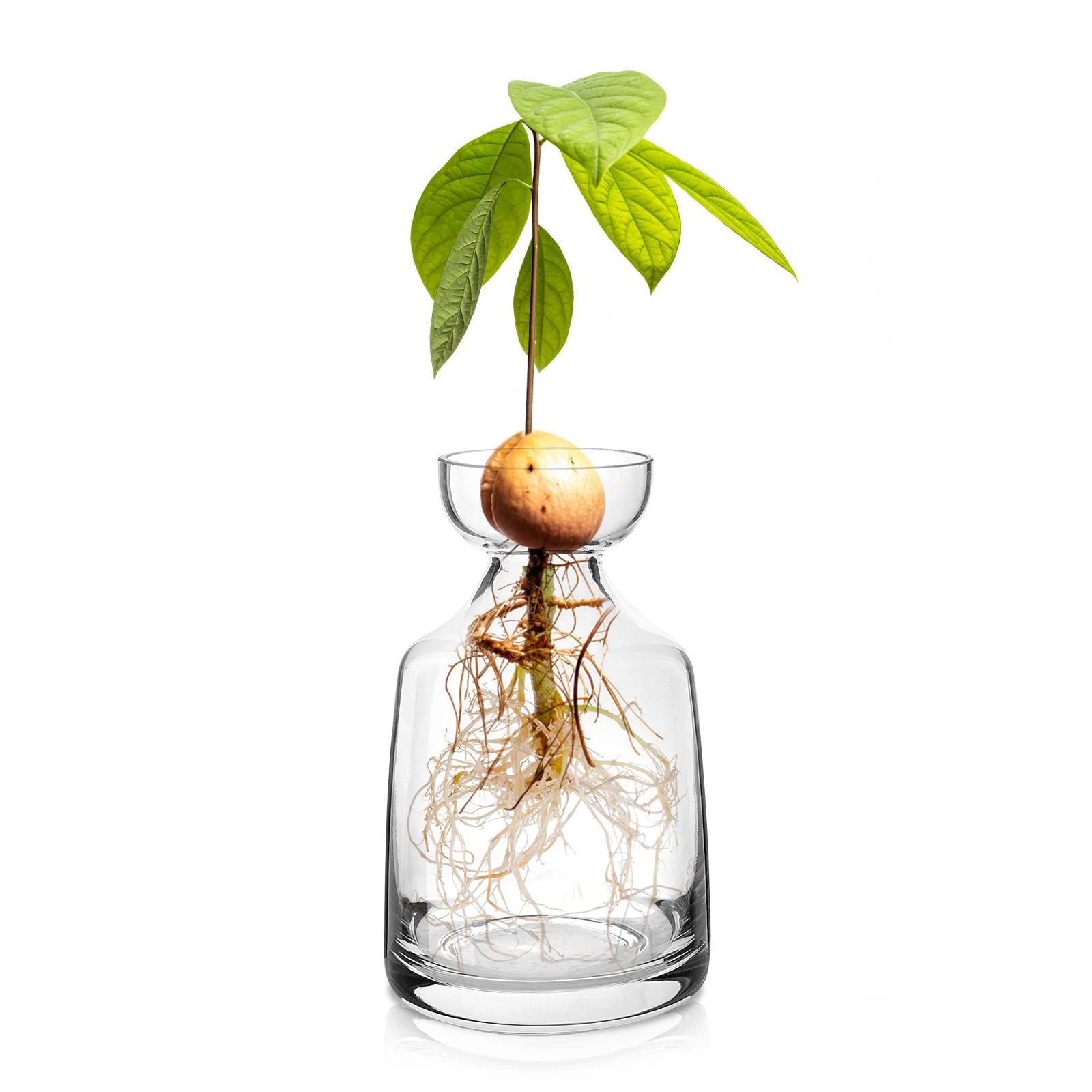 Glass Avocado Tree Flower Vases - Avocado Tree Growing Kit Flowers Pot Acorn Plant Glass Bulb Vas... | Amazon (US)