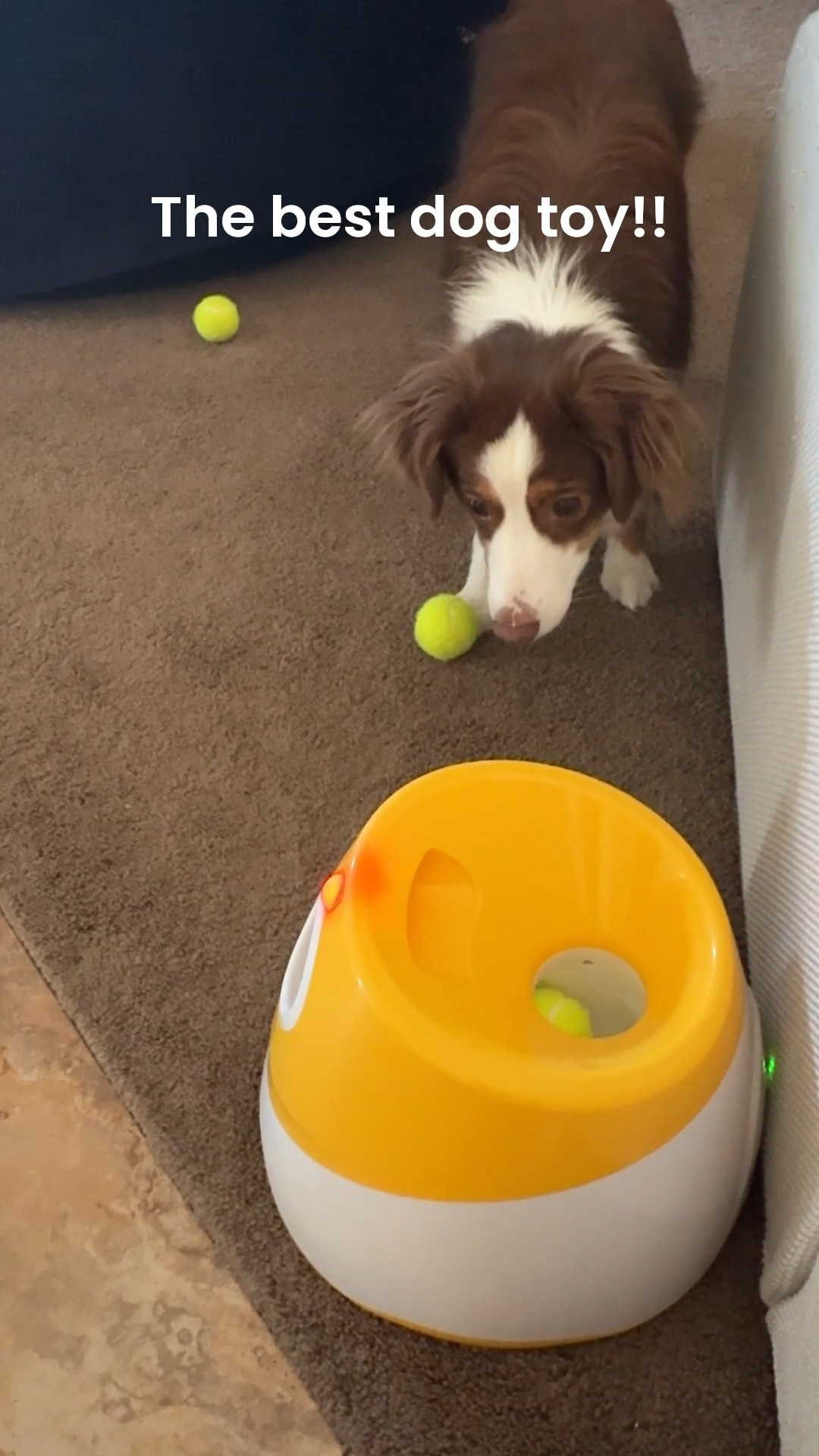 We bought this for our 14 month old puppy to keep her entertained inside since it’s so cold outside. It took maybe an hour to train her how to use it and now she plays with it independently. It came with a bag of mini tennis balls.

#LTKHome #LTKdayinmylife