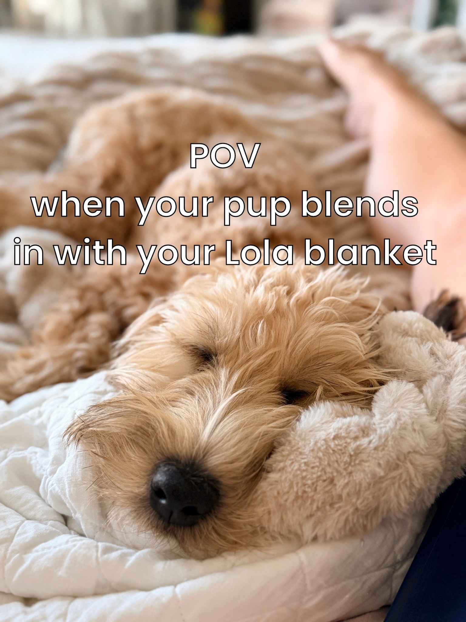 The coziest blankets of all time… Lola Blankets… cuddle puddles await! 🐶🤎

#momgifts #housewarming 

#LTKHome #LTKdayinmylife #LTKmorningroutine