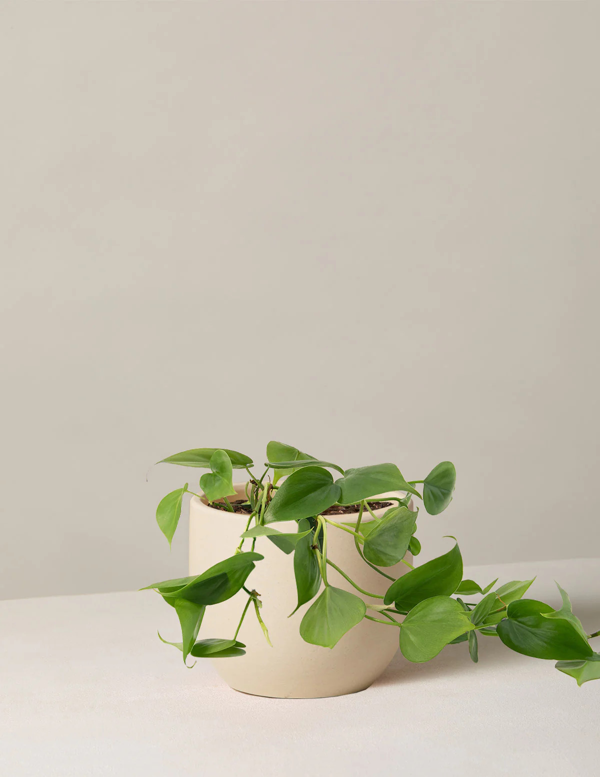 Heartleaf Philodendron | The Sill