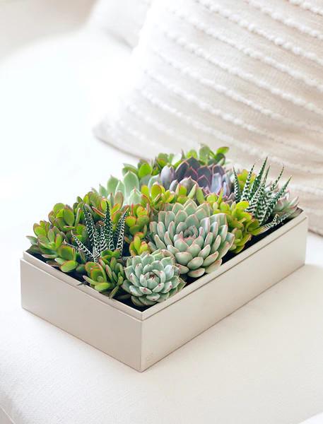 Holiday Lush Garden | Lula's Garden