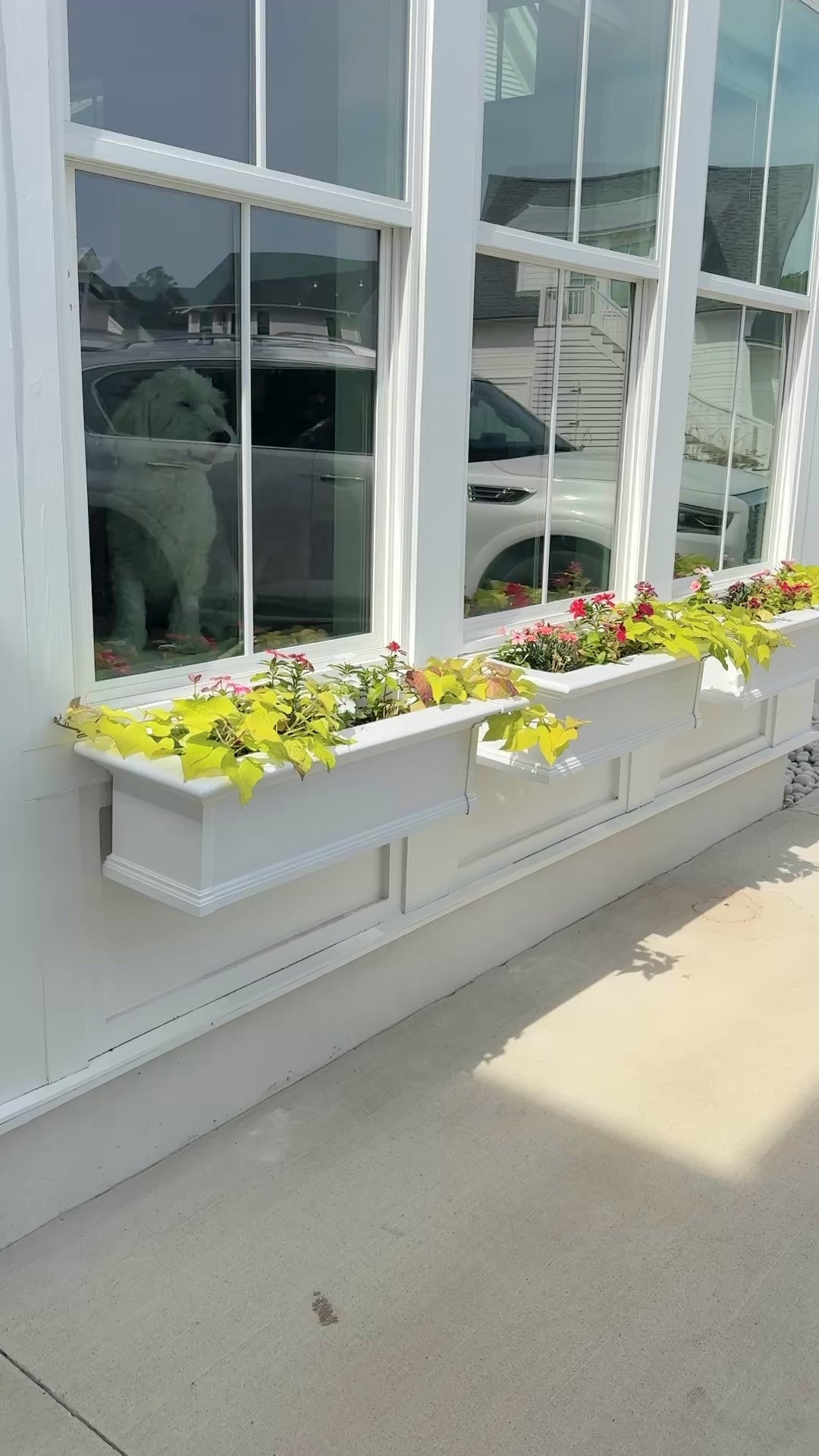 Some of the flowers in my window boxes came from a house plant subscription I got back. A fun surprise each month.

#LTKHome #LTKOver40 #LTKmomlife