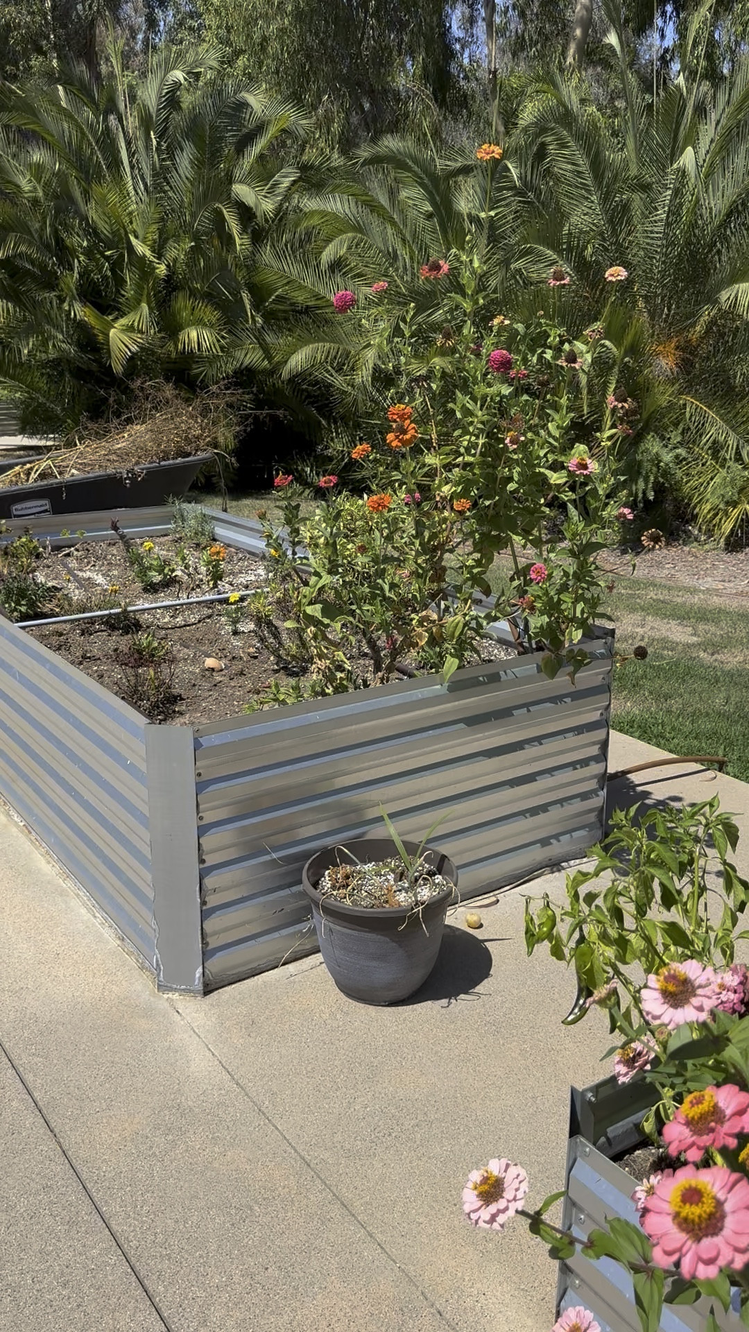 Galvalume raised bed 🌱 sturdy, spacious, and perfect for my garden upgrade 🪴✨