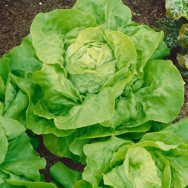 Capitaine Butterhead Lettuce Seeds - 1 g Packet ~850 Seeds - Non-GMO, Heirloom - Vegetable Garden... | Walmart (US)