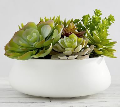 Faux Potted Succulent in Ceramic Bowl | Pottery Barn (US)