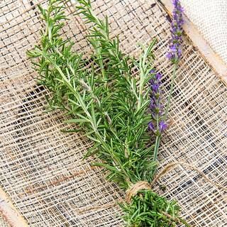 Gurney's 2 in. Pot Rosemary Herb Plant, Live Potted Herb Plant (1-Pack)-75124 - The Home Depot | The Home Depot