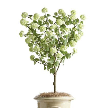Outdoor Snowball Hydrangea Bush | Frontgate