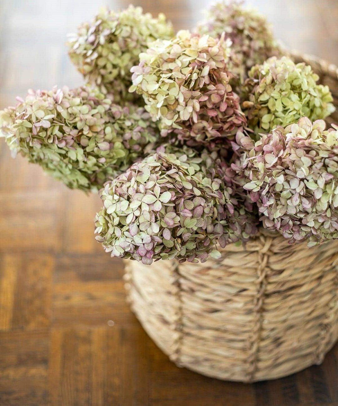 Dried Peegee Hydrangea Blooms - Etsy | Etsy (US)