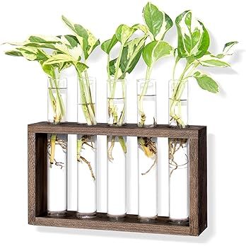 Ivolador Wall Mounted Hanging Plants Terrarium Test Tube Flower Bud Tabletop Glass Wooden Stand w... | Amazon (US)