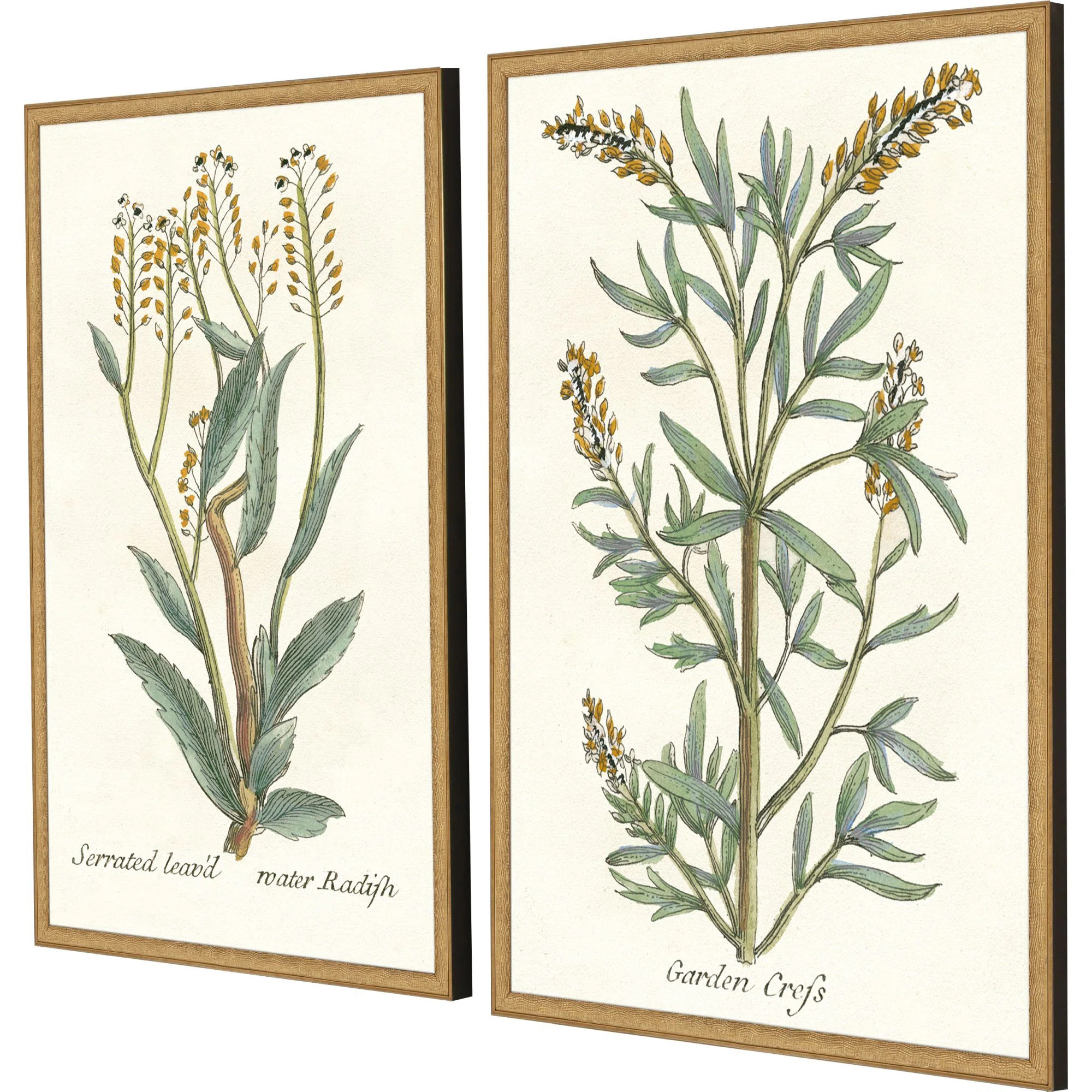 Botanical Plants III Set by Giclee Studio (Set of 2) | Perigold