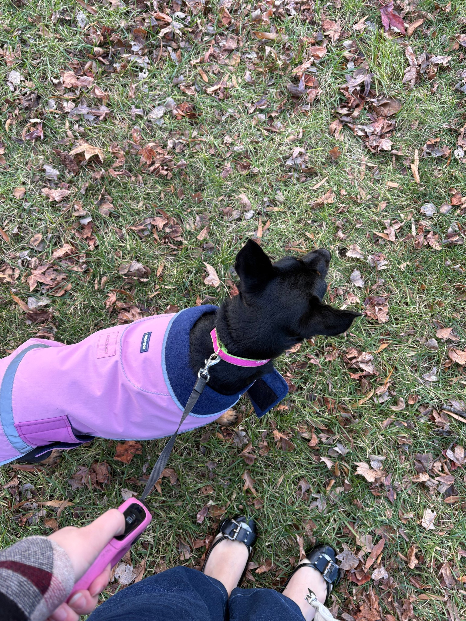 Pink Dog Coat + Accessories 

Pink Dog Coat • Dog Coat • Monogrammed Dog Collar • Collar • Dog Collar • Pink Leash • Leash • Pink Dog Accessories 

#LTKSeasonal #LTKdayinmylife