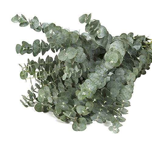 Farm Fresh Baby Blue Eucalyptus Greens - 50 stems | Amazon (US)