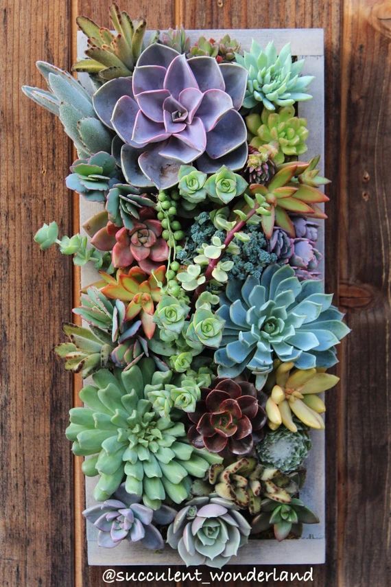 15.5" x 7" Custom Rectangle Succulent Vertical Garden Made to order | Etsy (US)