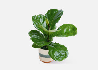 The Fiddle | UrbanStems