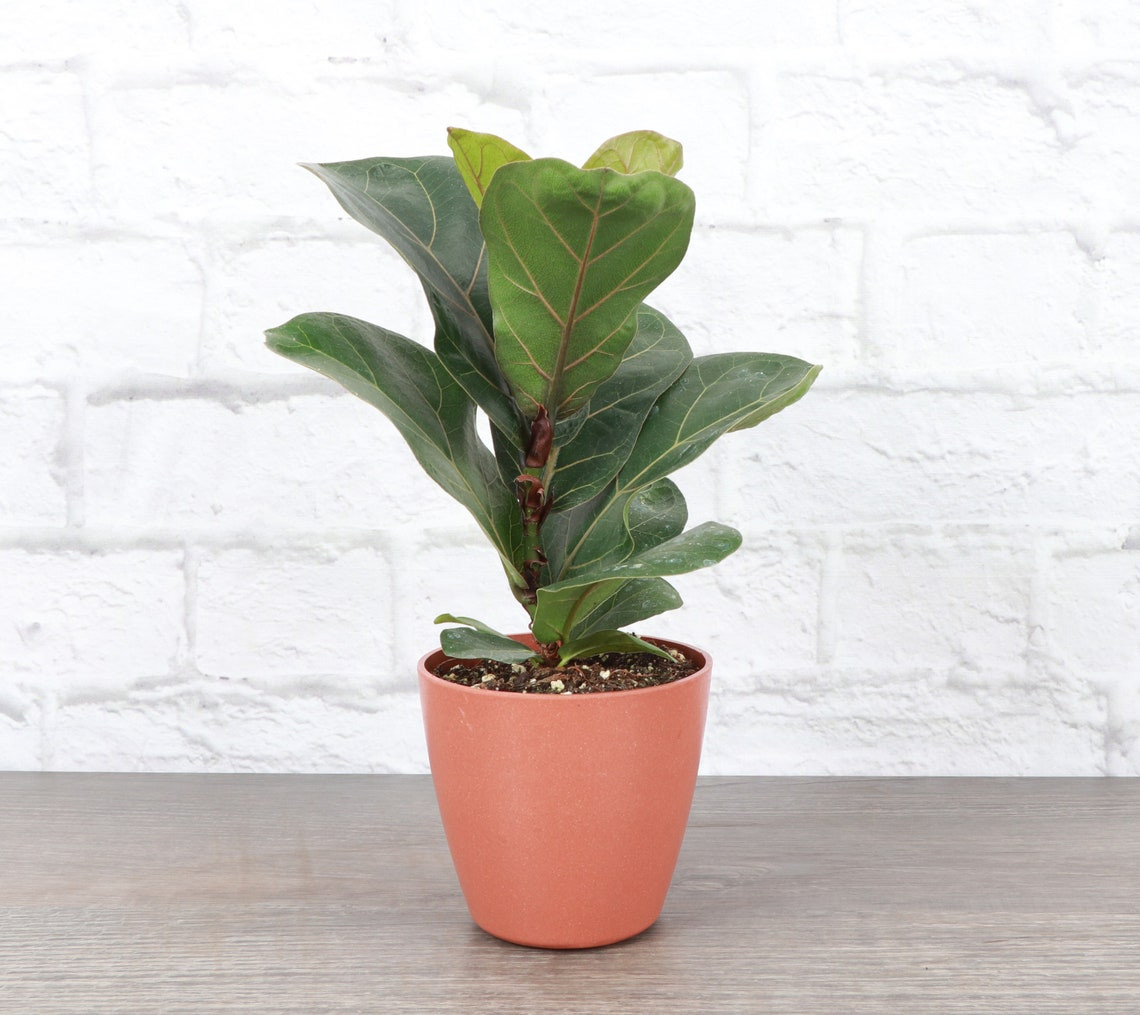 Live Fiddle Leaf Fig Plant - 4" Biodegradable Pot - Terra Cotta | Walmart (US)