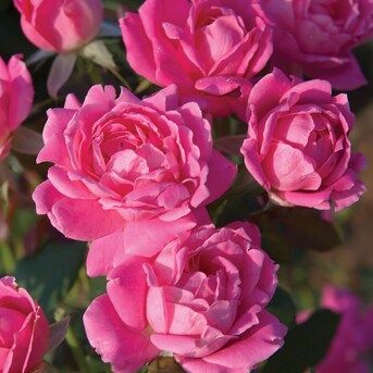 Spring Hill Nurseries 1 Pack in Bare Root Pink Knock Out Shrub Rose | Lowe's