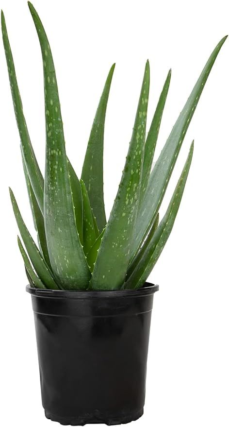 Live Aloe Vera Plant Live Succulents Plants Live Plants (1G), Aloe Plant Live Succulent Plants Li... | Amazon (US)