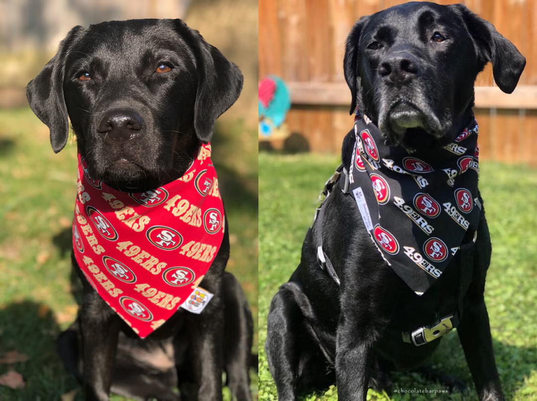 San Fran 49ers Bandana / 2 STYLES / Dog Cat Bandana / Pet Bandana / Snap Bandana / San Fran 49ers... | Etsy (US)