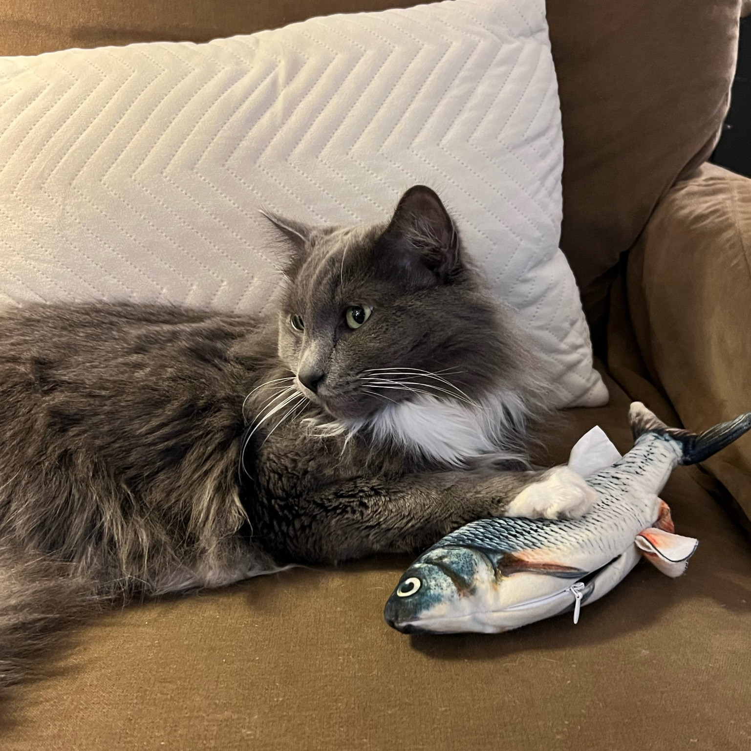 Blue LOVES his bass and sleeps with it everyday … the perf stocking stuffer for your fur babies 🥹 

#LTKHoliday #LTKGiftGuide #LTKSeasonal