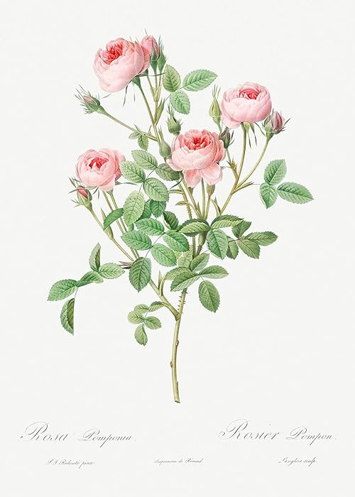 Eurisko Studios Botanical Plant Print - Burgundian Rose, Rosa pomponia by Pierre Joseph Redoute A... | Amazon (US)