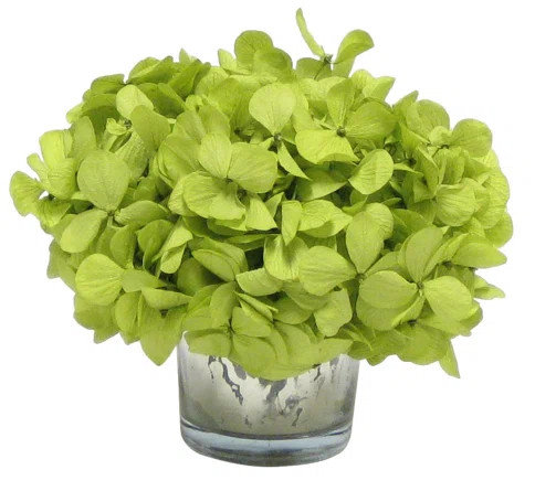 Bougainvillea Mini Preserved Hydrangea Floral Arrangement in Vase | Wayfair North America
