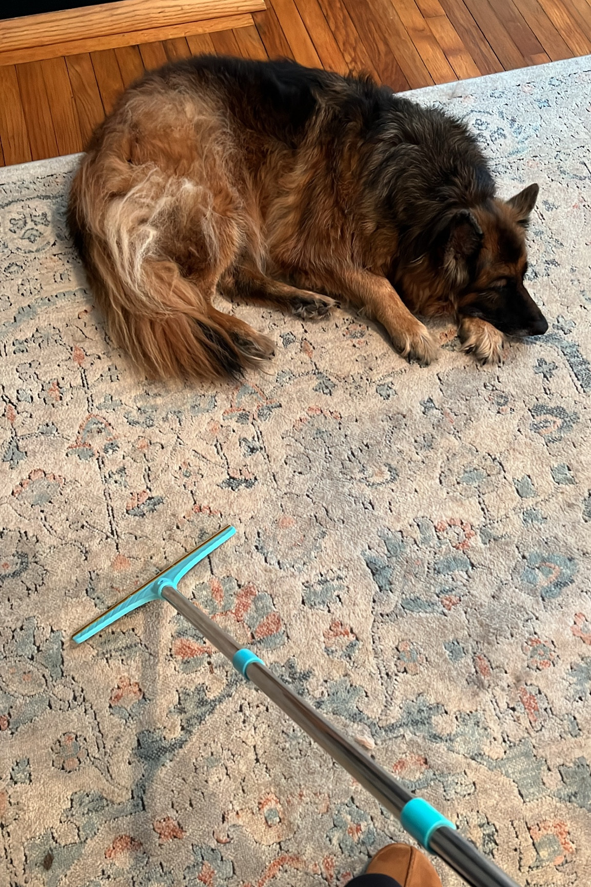 New hobby — raking the rug! This would make a great gift for any pet owner!

#LTKHoliday #LTKGiftGuide #LTKfindsunder50