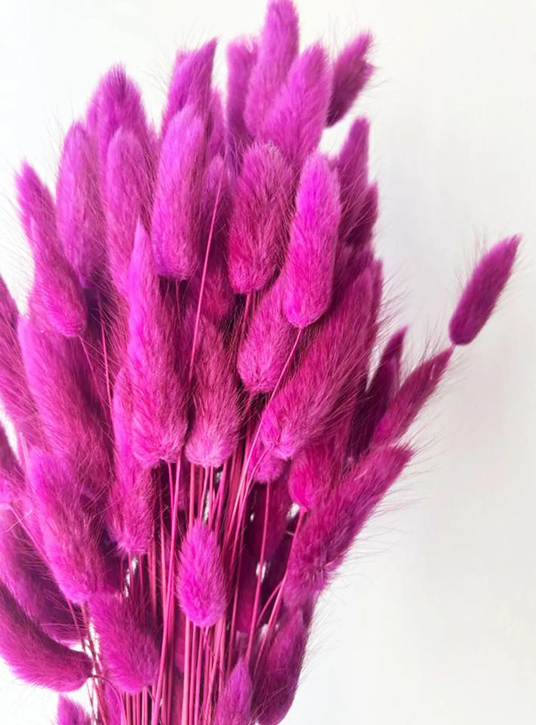 20 pcs Dried Lagurus, Fuchsia bunny tails, Dried bunny Tails, Dried flowers bouquet, Dried Grass,... | Etsy (US)
