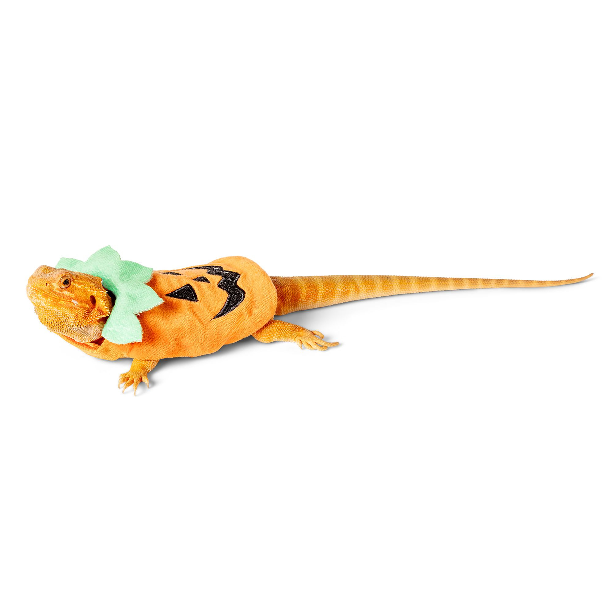 Thrills & Chills® Pumpkin Reptile Costume | PetSmart