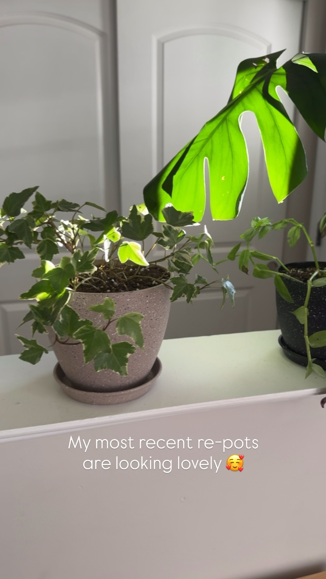 House plants 
Pots and soil 

#LTKHome