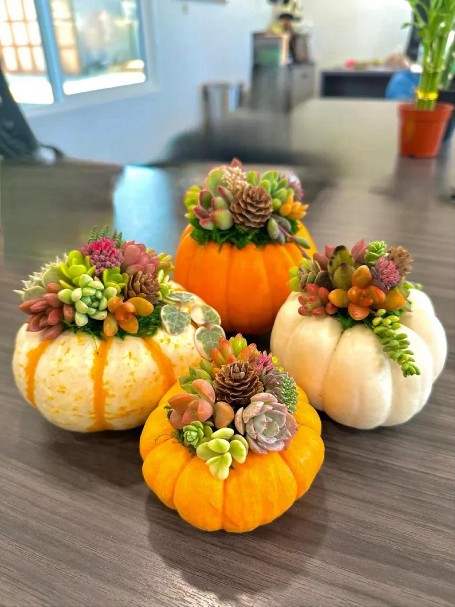 Add a touch of nature to your fall decor with these unique pumpkin succulent arrangements from Etsy seller @cristinasgarden! Each pumpkin is topped with a stunning mix of succulent cuttings, attached to a moss base with care and creativity. The succulent varieties change with the seasons, so every piece is truly one-of-a-kind. Perfect for adding a cozy and fresh feel to your home this autumn! 🍂🎃🌿

#FallDecor #SucculentPumpkin #AutumnVibes #SeasonalDecor #PumpkinCenterpiece #UniqueHomeDecor #EtsyFinds #CristinasGarden

#LTKHalloween #LTKHome #LTKSeasonal