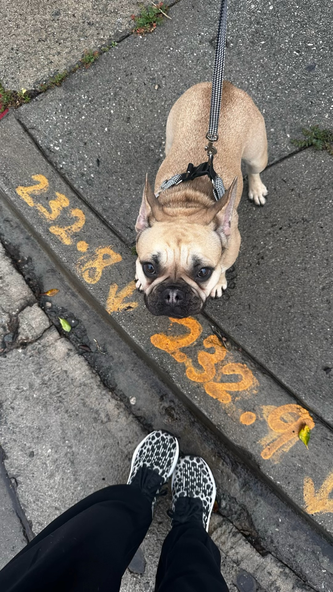 Applesauce, the Frenchie, love her new no pull leash. She’s just the cutest on our way to a new Turkish restaurant in Beverly Hills. 