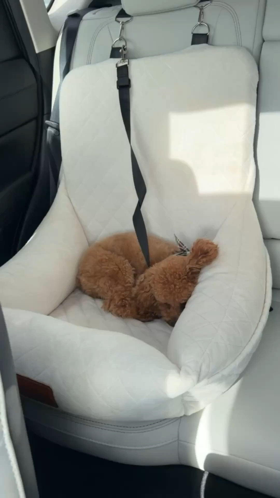 Y’all know Ace loves his car seat from Amazon! It’s so cozy and comfortable 



Car seat, car essentials, dog car seat, dog essentials, Amazon finds, Emmy Petit 