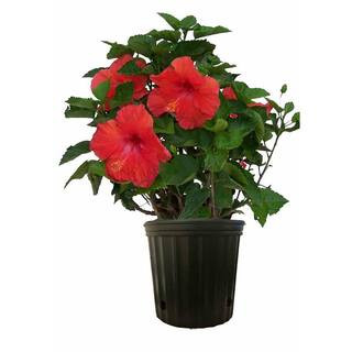 Costa Farms Grower's Choice Premium Hibiscus Flowering Outdoor Bush in 10 in. Grower Pot, Avg. Sh... | The Home Depot