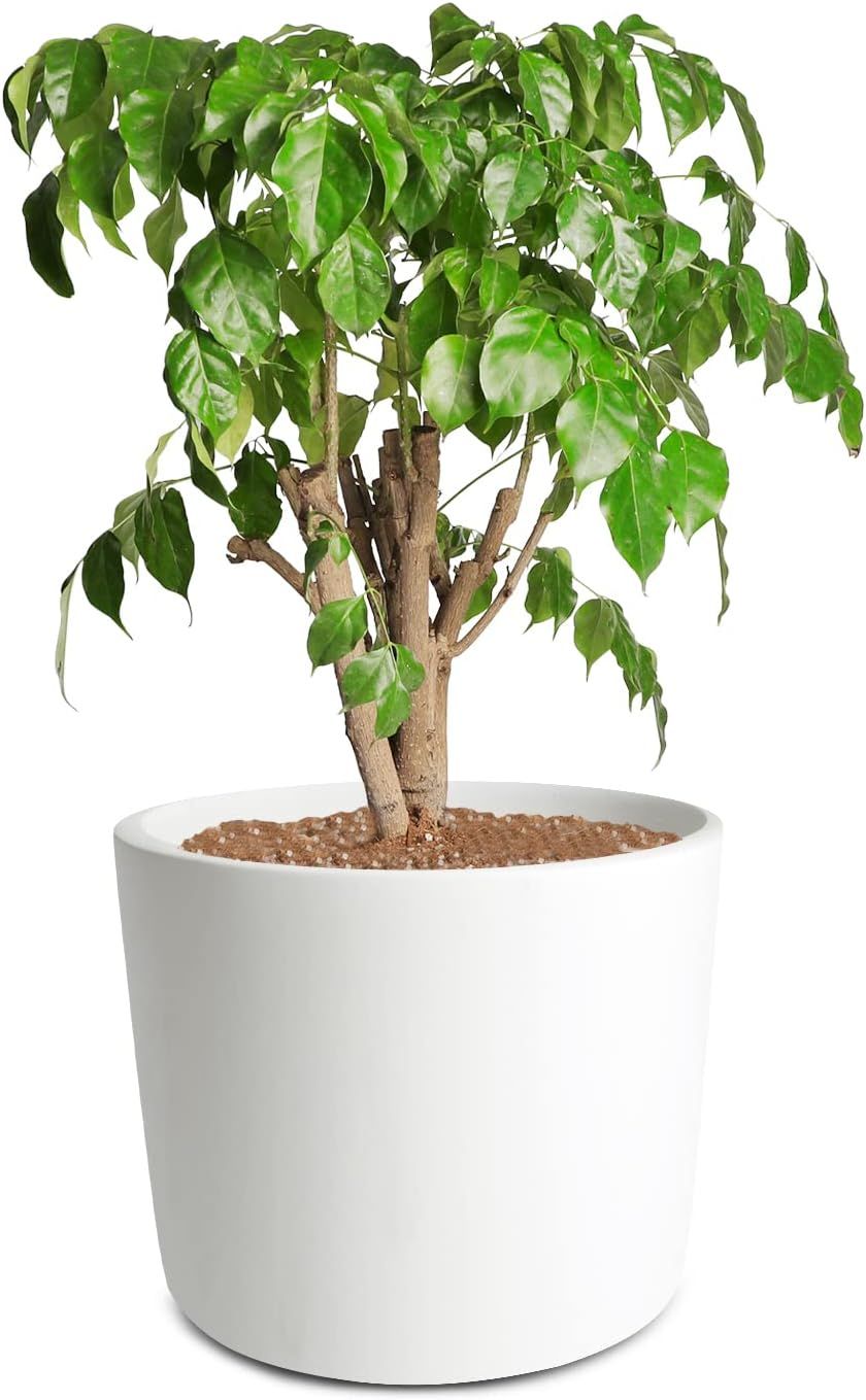 Mozing Ceramic Plant Pots Indoor - Garden Planter Pot - Modern Flower Pot with Drainage Hole for ... | Amazon (US)