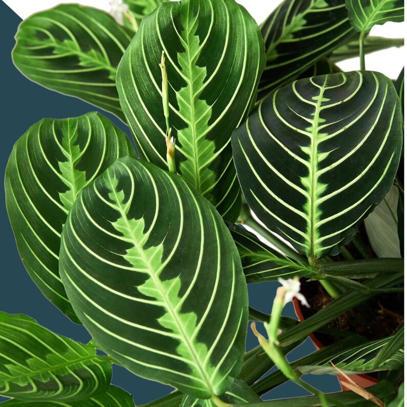 Maranta Green Prayer Plant- Maranta Leuconeura Lemon Lime | Live Plants | Indoor Plants | House P... | Etsy (US)