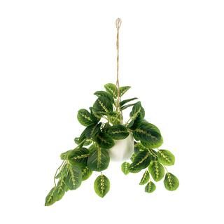 22" Hanging Maranta Plant in White Pot by Ashland® | Michaels Stores