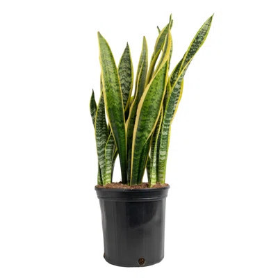 Costa Farms Indoor Snake Plant Sanseveiria Grower's Choice House Plant in 10-inch Nursery Pot | Wayfair North America