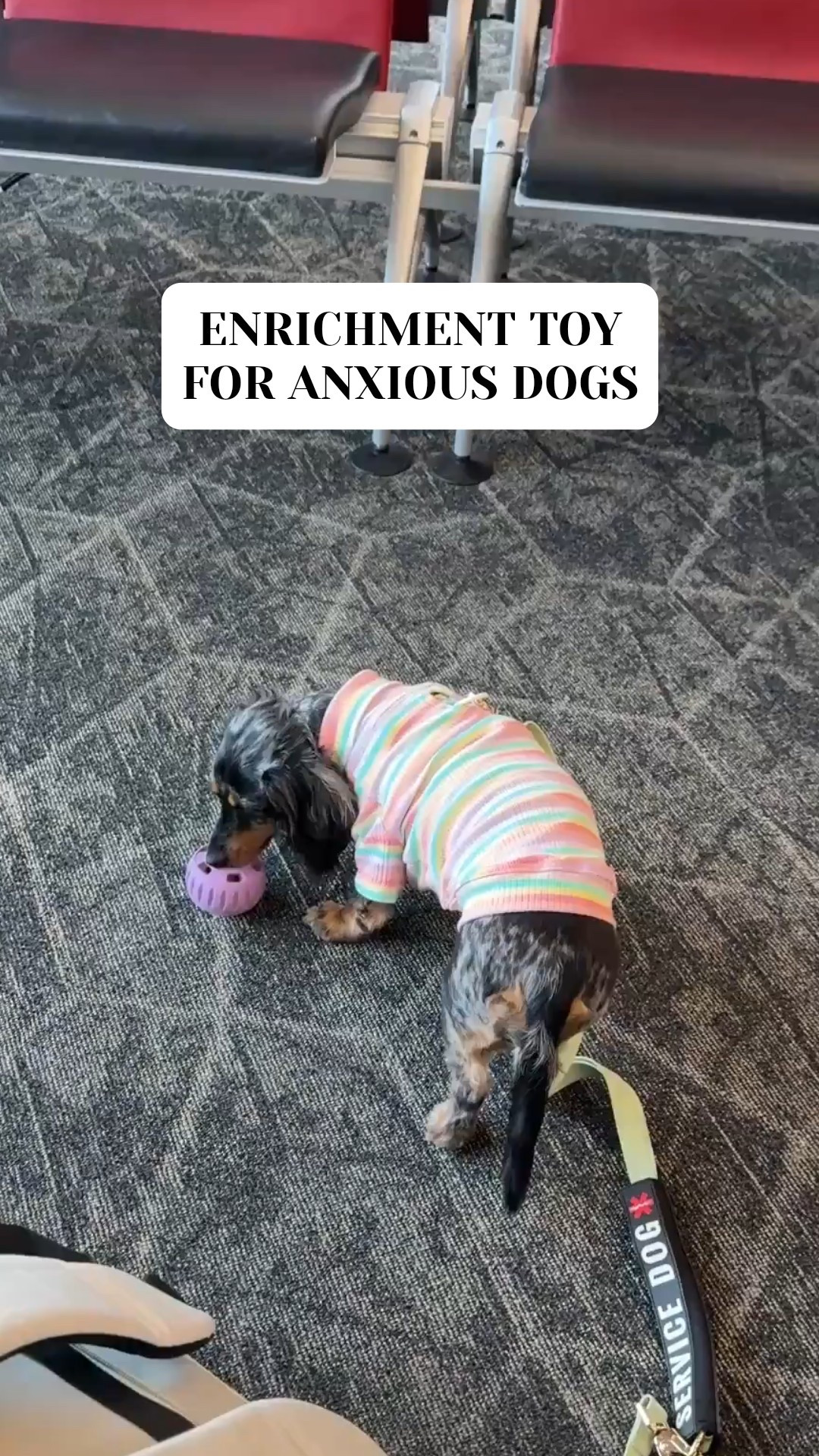 A great enrichment toy for anxious dogs or teething puppies! 

#LTKPets #LTKGiftGuide