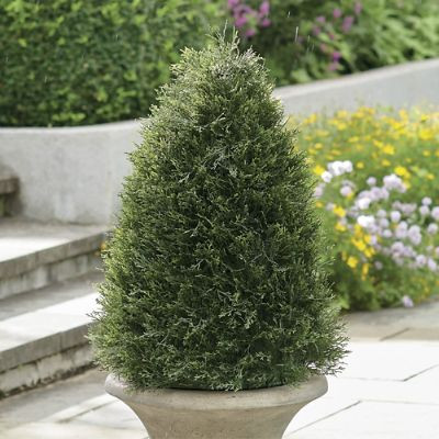 Pond Cypress Topiary | Grandin Road | Grandin Road