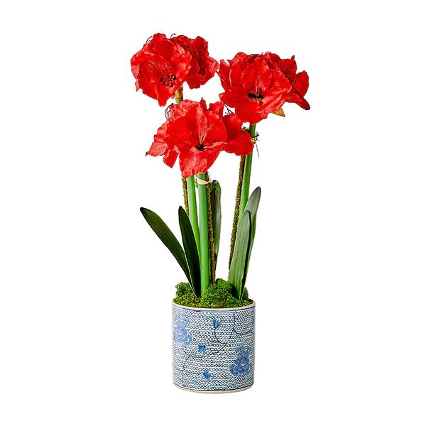 Red Triple Amaryllis | Caitlin Wilson Design