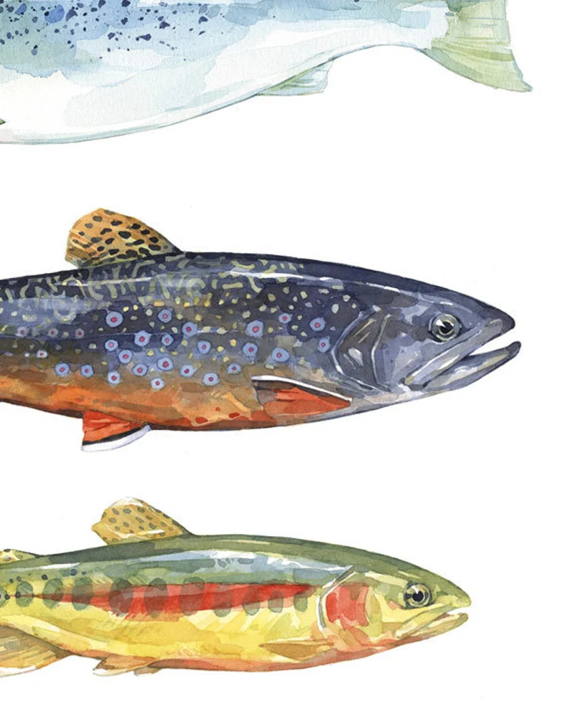Trout Watercolor Art Print, Fly Fishing Trout Painting, Colorful Fish Decor | Etsy (US)