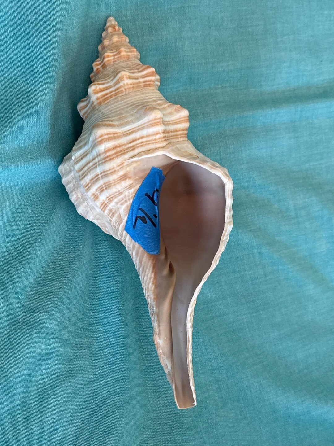 Horse Conch Florida 9.5 Inches Nice Condition - Etsy | Etsy (US)