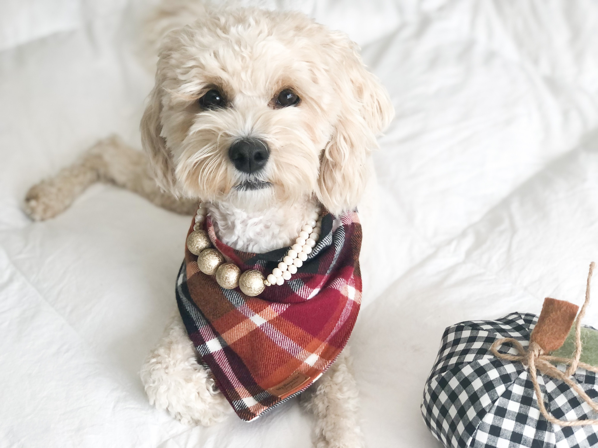 Dog grooming supplies for the perfect photoshoot 
#ltkdog 

#LTKfamily