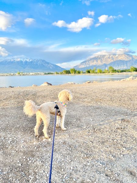 Come follow me on all my doggo adventures and see what life’s like with an f1b cavapoo! ⬇️
🐾Website: honeyboothecavapoo.com
🐾Instagram: @honeyboothecavapoo
🐾Amazon: https://amzn.to/3RZ0k0i 
🐾Pinterest: honeyboothecavapoo
🐾LTK: https://www.shopltk.com/explore/honeyboothecavapoo
🐾Email: honeyboothecavapoo@gmail.com
Shop my small biz codes for a discount: 

🎀clothes/harness: @lucyandco CODE: HONEYBOOTHECAVAPOO
🎀training/treats: @pupford CODE: PHONEYBOO
🎀 food: @healthybud CODE: HBHONEYBOO 
🎀 food/treats: @chippintime CODE: HONEYBOOTHECAVAPOO
🎀 leash/hygiene: @sleepycottonco CODE: HONEY_BOO10 
🎀bandanas: @eco4paws CODE: HONEY_BOO10
🎀 stickers: @bigmoods CODE: BMHONEYBOO
🎀 personalized prints: @canvaschamp CODE: BBSBBBHONEYBOO 