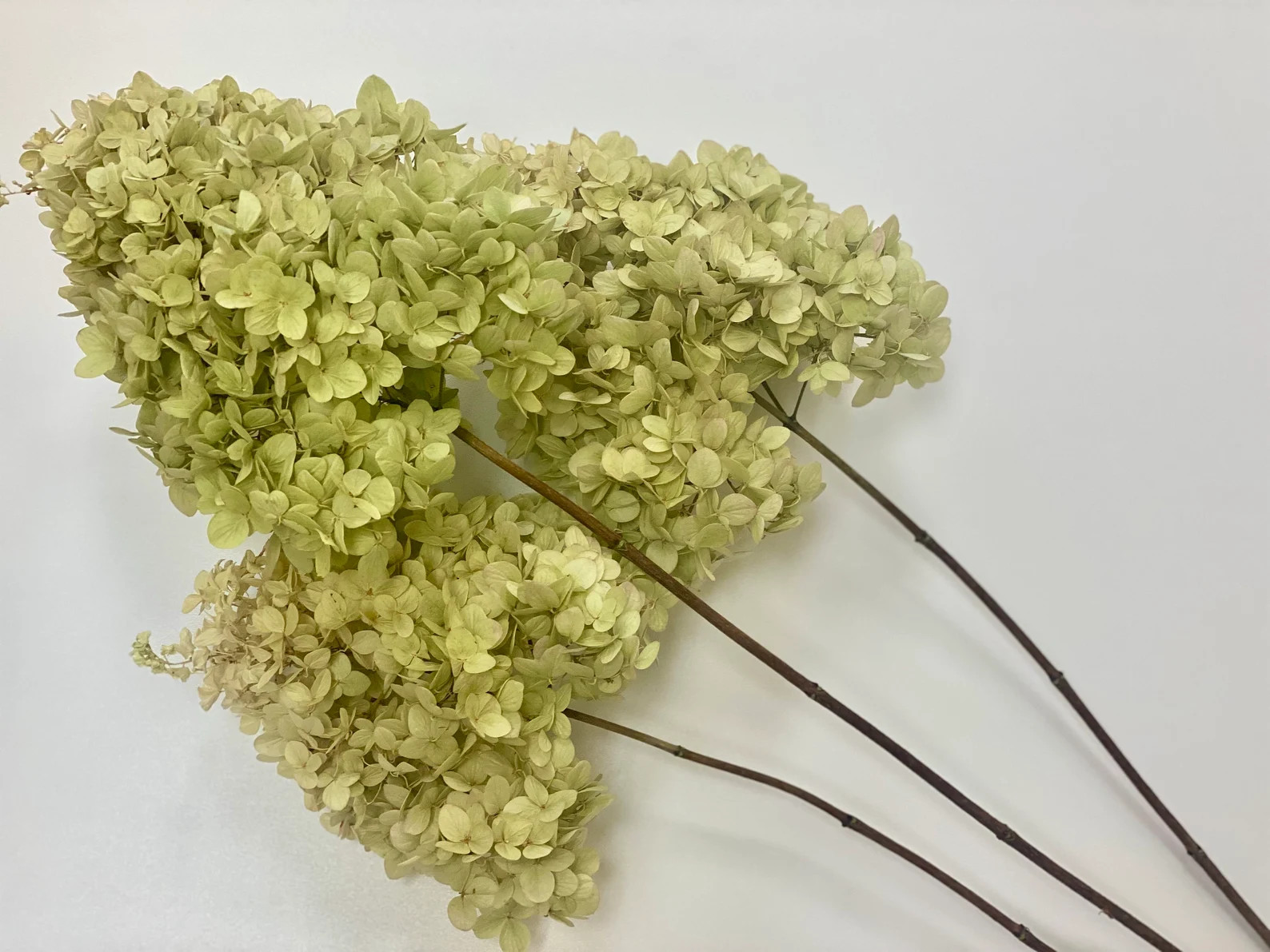 Dried Limelight Hydrangeas Bunch of 3 - Etsy | Etsy (US)